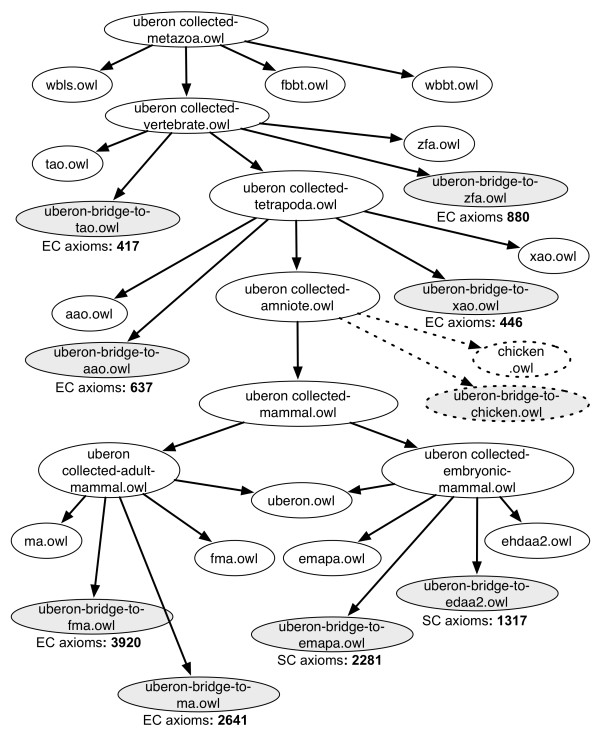 Combined Multispecies Ontologies Uberon multispecies anatomy ontology